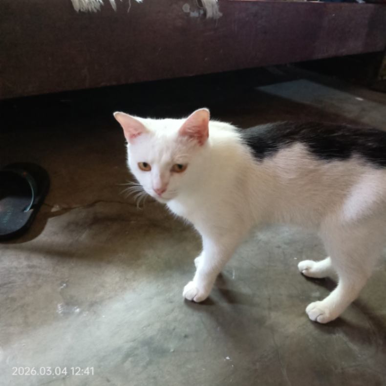Kucing White Zemi