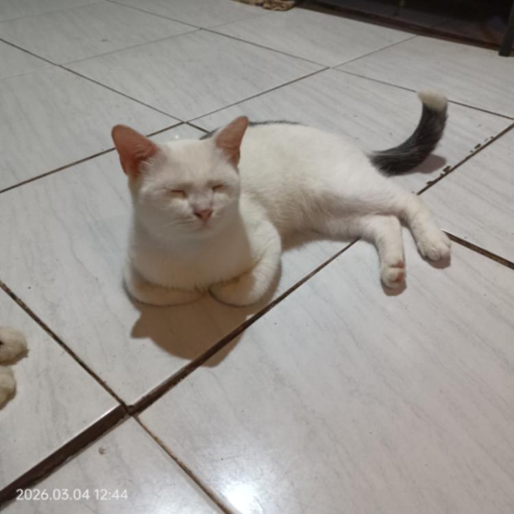 Kucing White Zemi